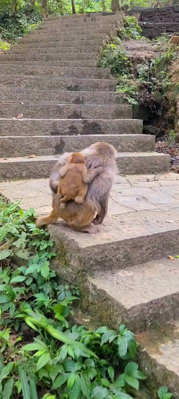 猴妈妈直拽小猴子