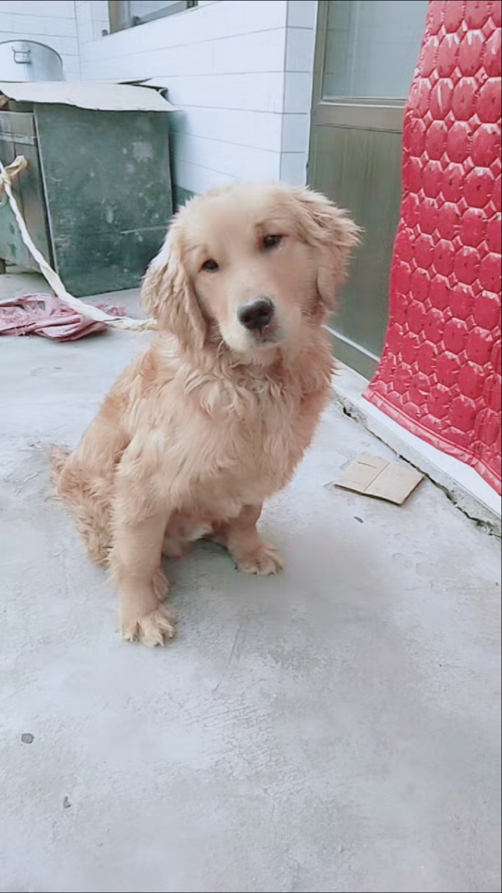 家有萌宠#七个月的金毛