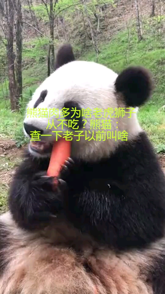 熊猫肉不好图片