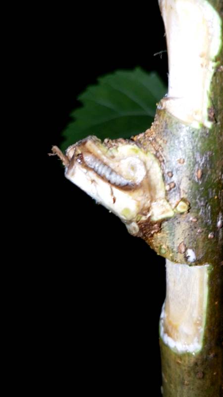 在苏大花园里的桑树枝里发现天牛幼虫.