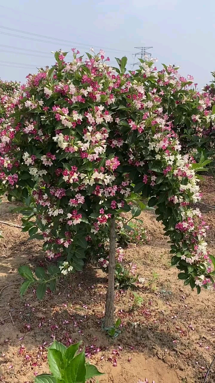 五彩锦带,寓意前程似锦开花彩色,耐寒耐旱南北方都可以栽植