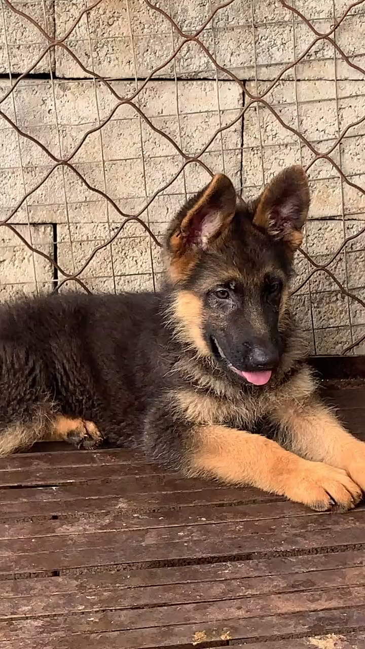 德牧#德国牧羊犬看家护院必备犬.