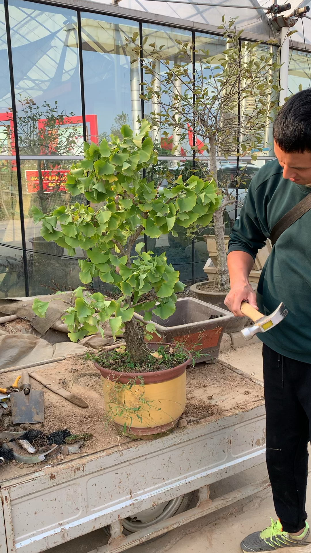 银杏盆景换盆,开砸