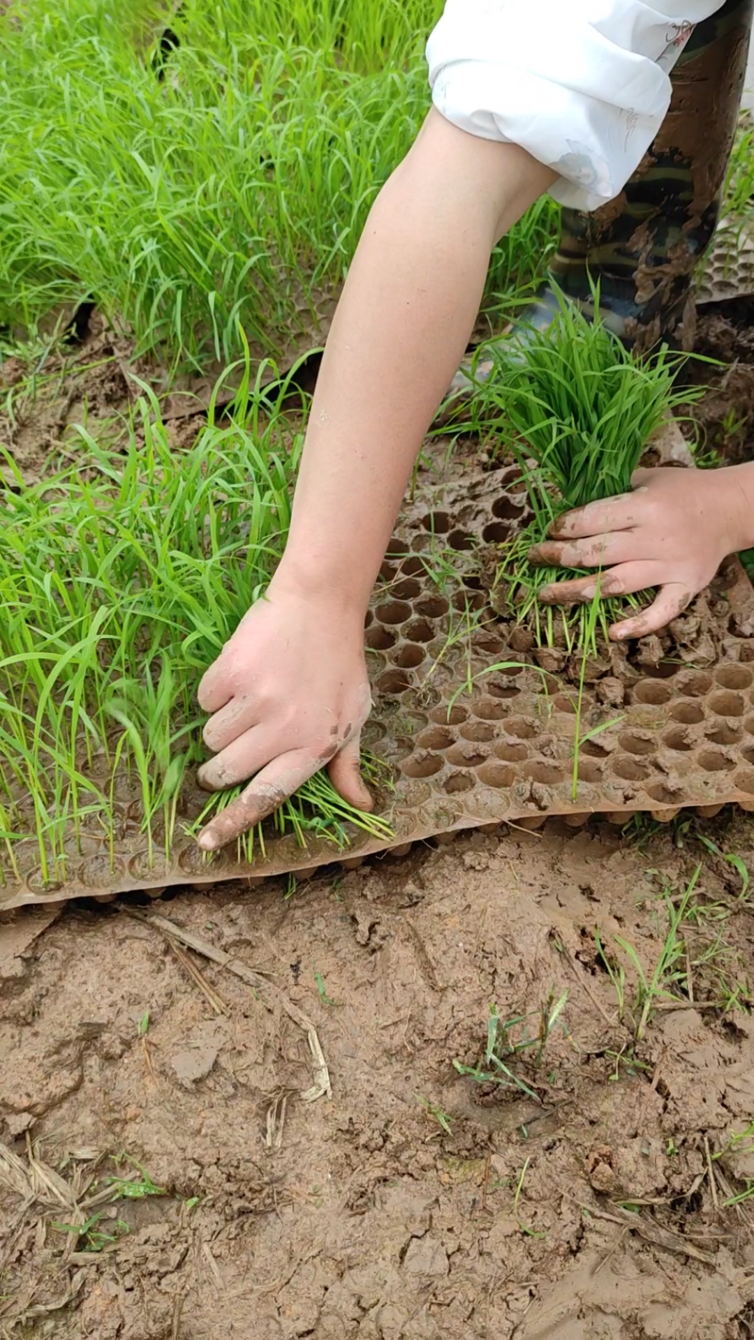 记录我的农村生活#农村姑娘地里拔秧苗