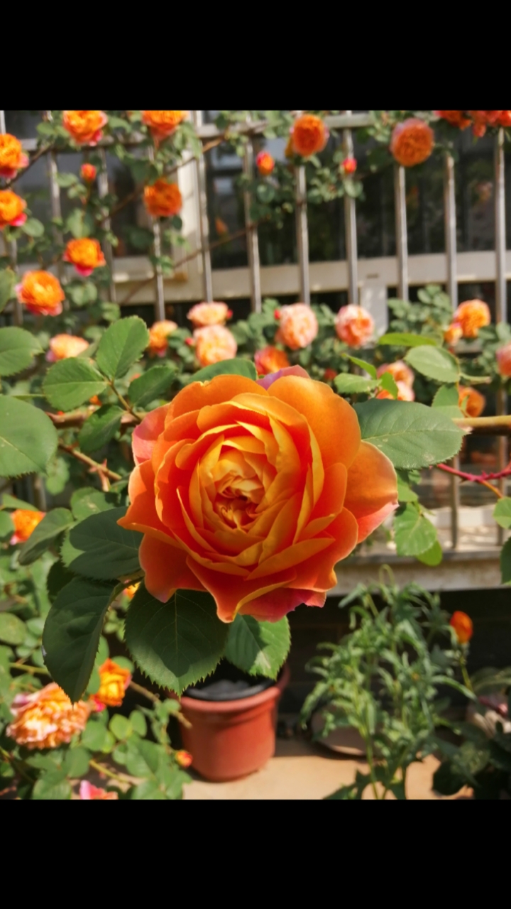 我的印象派月季盛开的情况.