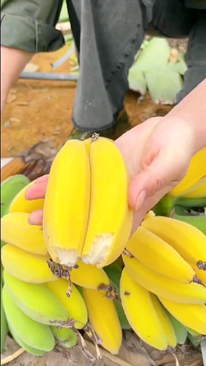 优质农产品新鲜芭蕉香蕉小米蕉