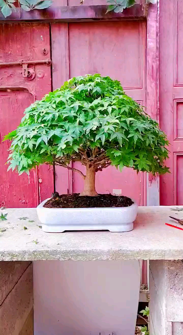 树型超赞的一棵鹿岛枫