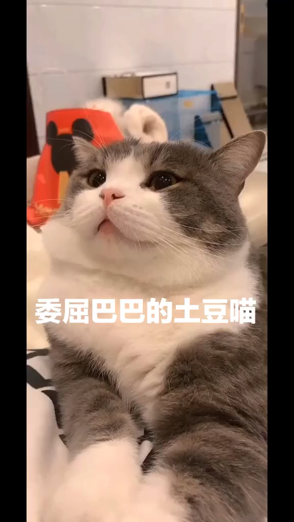 今天出去给土豆买了几只小金鱼本来想给它当玩伴没想到土豆对他们一点