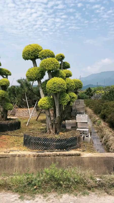 亮晶女贞造型树四季不落叶适合庭院别墅农家小院栽植