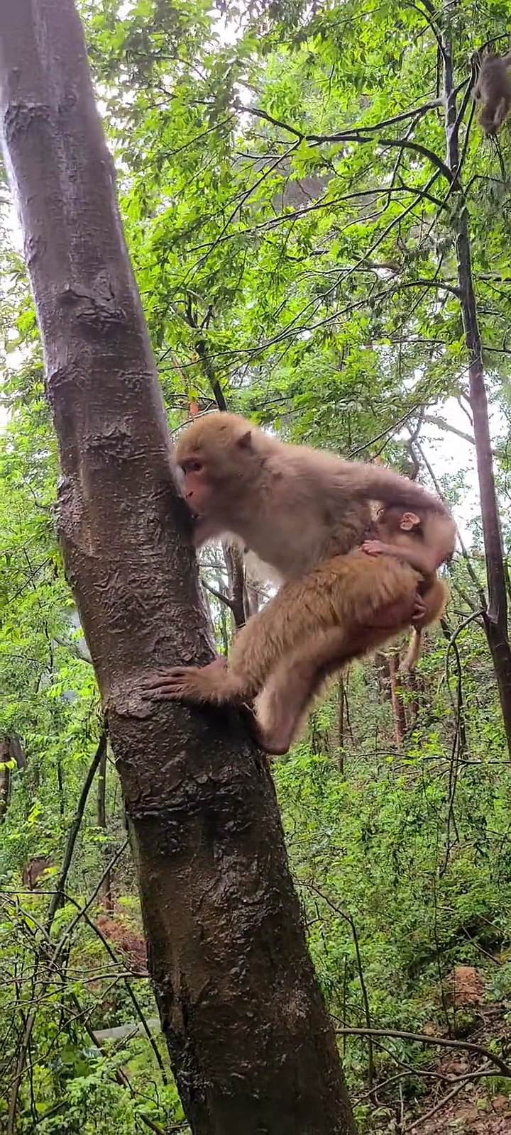 猴妈妈背着宝宝爬树,好像有点滑啊