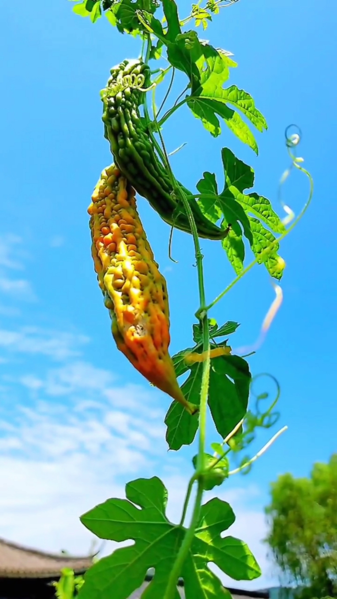 带你看三农#一个藤上长出两个瓜,互相依偎,陪伴在一起,总有一个早熟