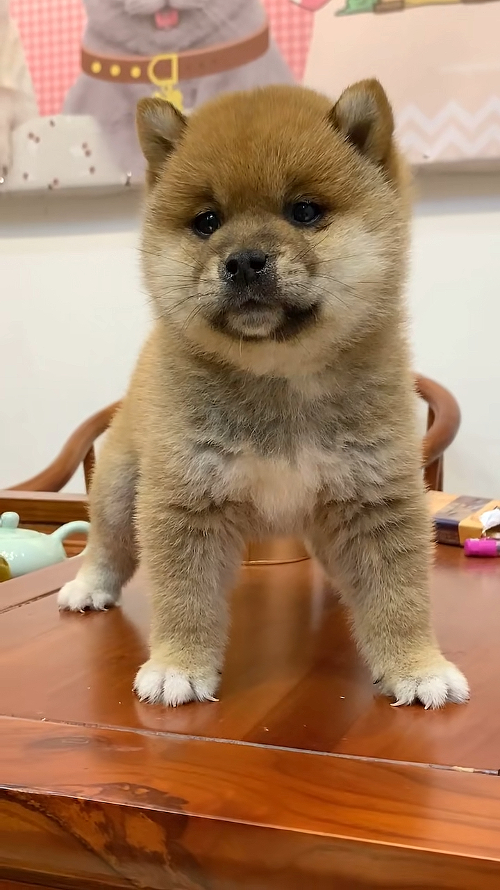 日本柴犬幼犬#宠物狗#柴犬#逗