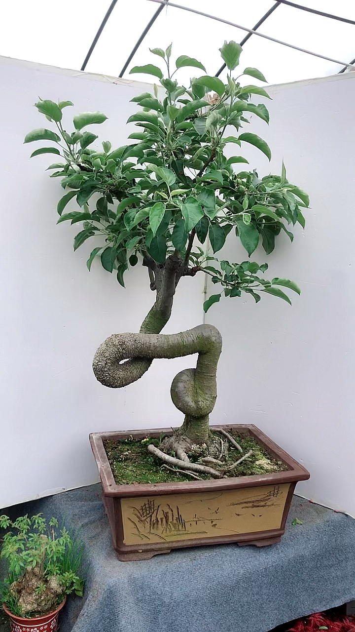红富士大苹果盆景老桩