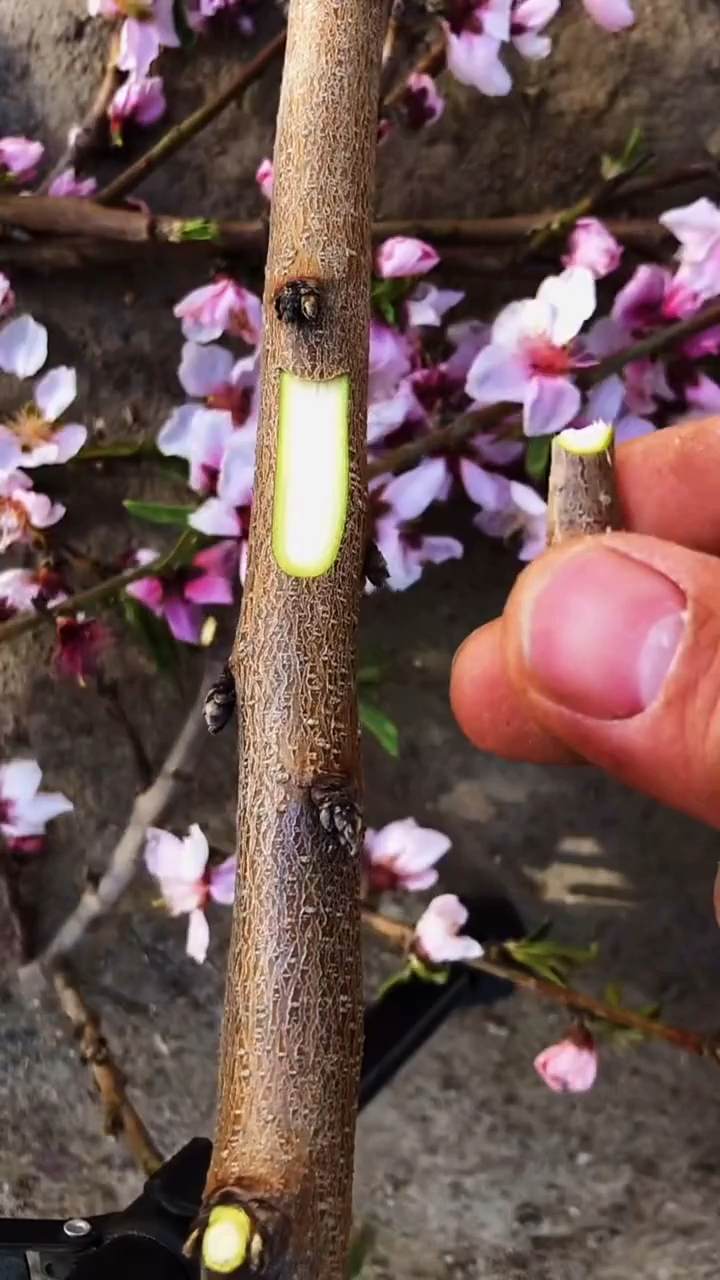 桃树芽接方法,新手看过来,成活率极高