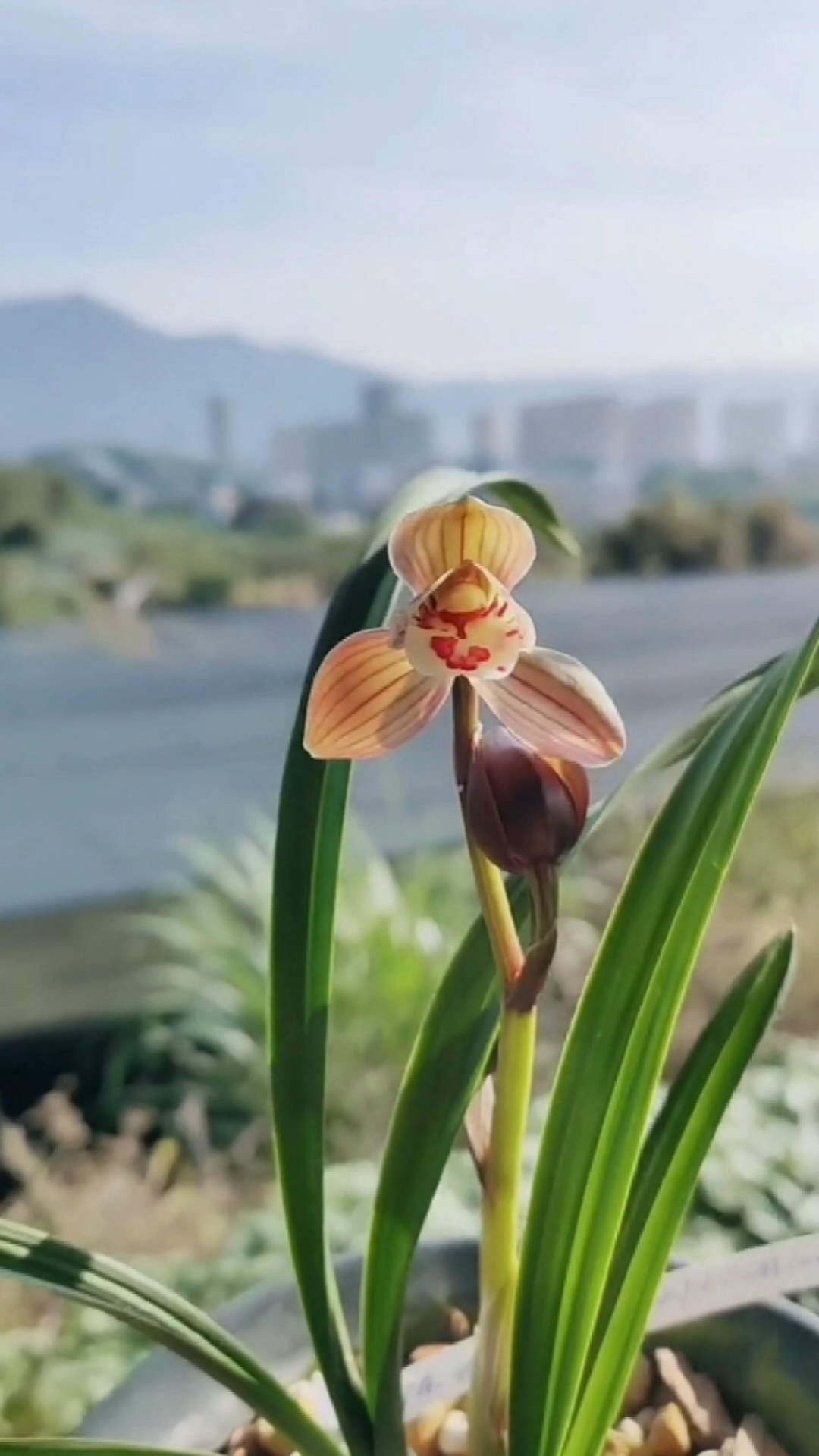 兰花#春剑大红荷