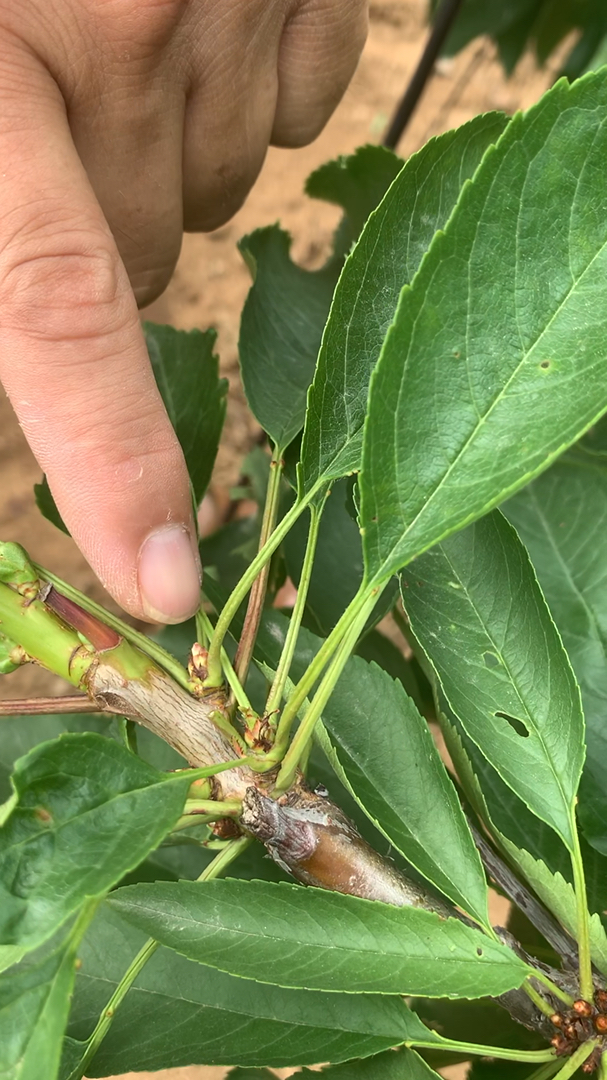 大樱桃树摘心篇