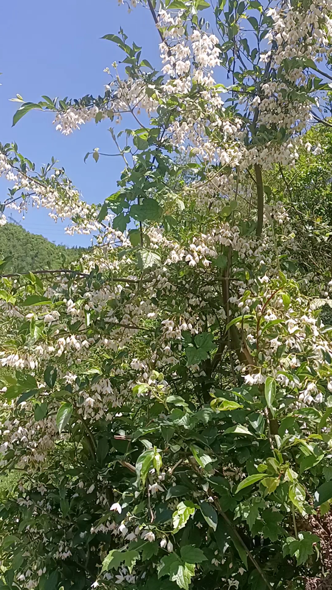 这棵树都是白花好香,比玫瑰还香