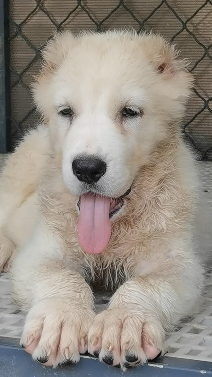 中亚牧羊犬白色死神中亚犬