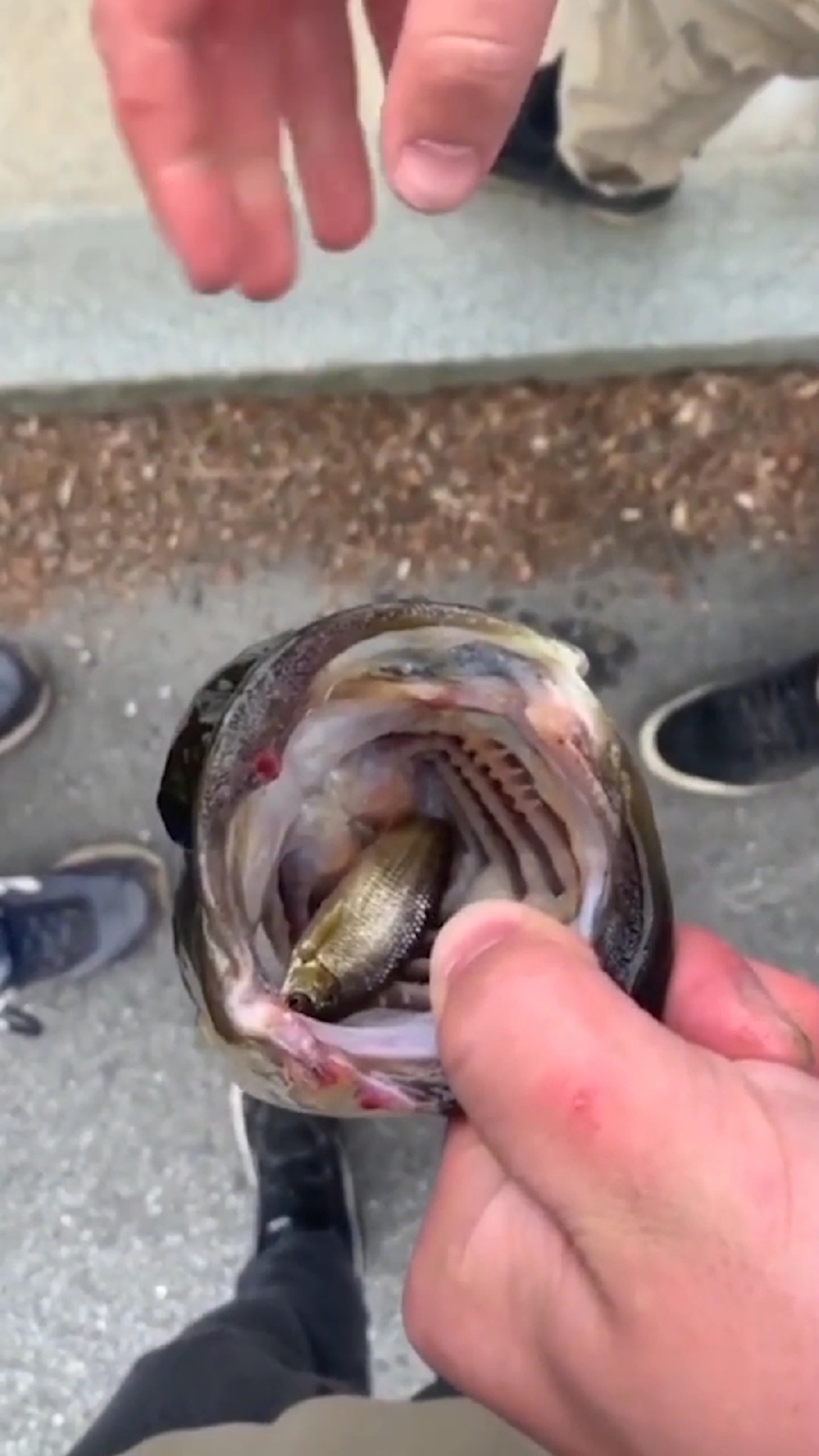 科普一下大鱼是怎么吃小鱼的,相当真实有趣