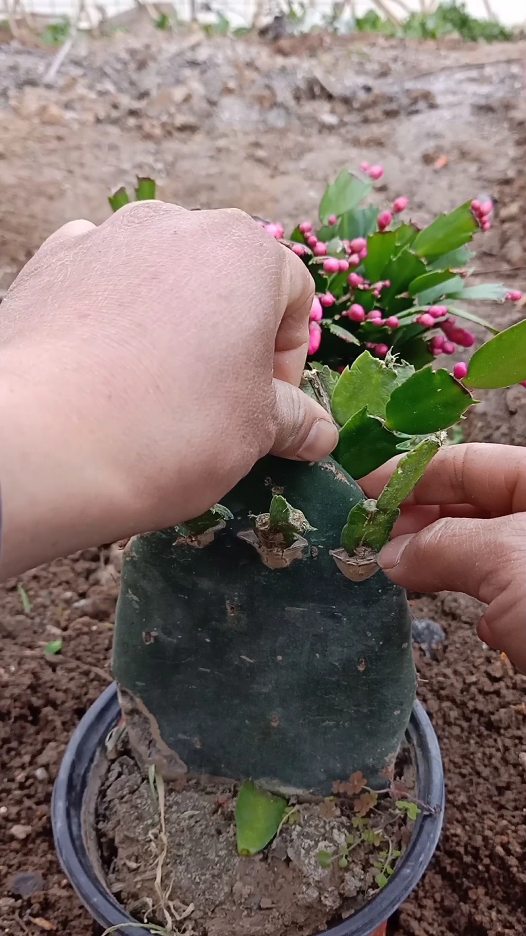 嫁接技术#仙人掌嫁接蟹爪兰技术,成活率极高