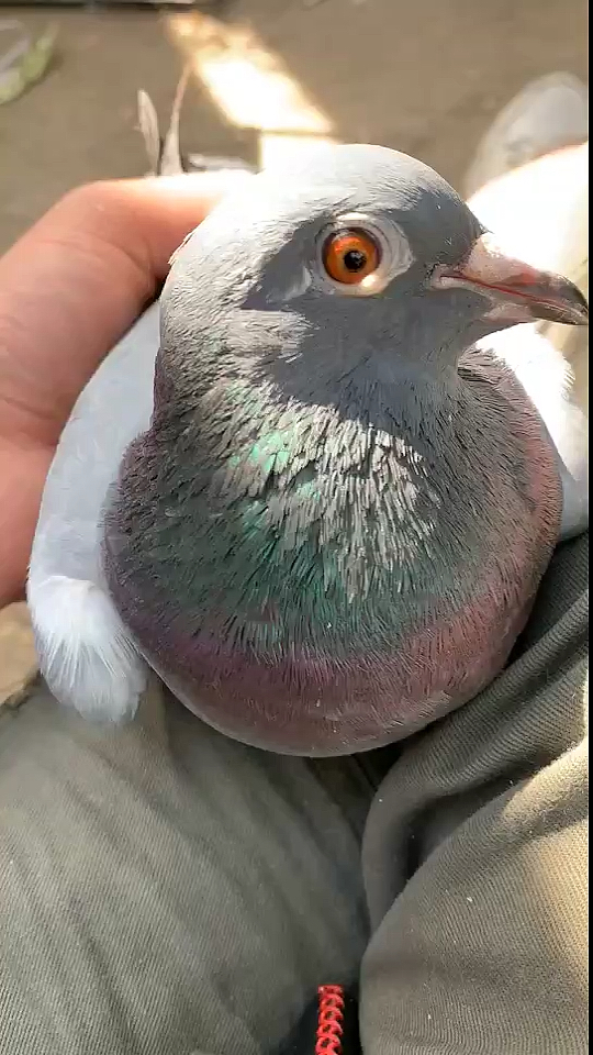 鸽痴的鸽子#鸡黄眼吗?