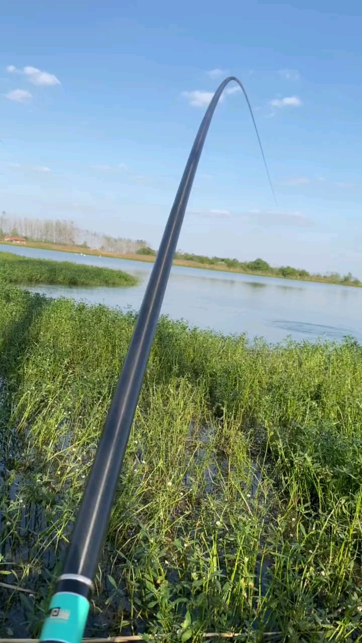 钓鱼#12米传统钓竿,1.0线,5号海夕朝天钩,先让鱼儿冲一会,马上拉上来