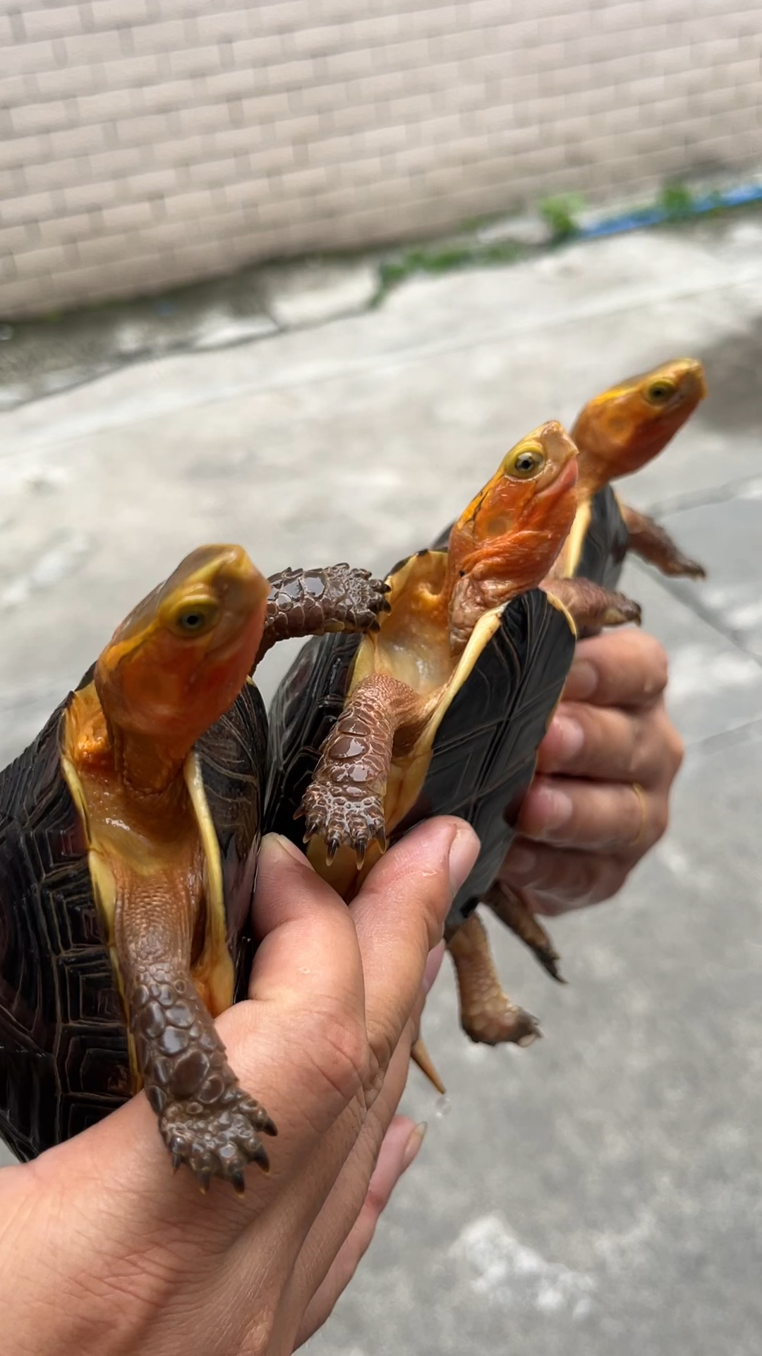 玩家退坑皖南安缘压成,成功拿下一组接近试蛋安缘#黄缘闭壳龟#人工