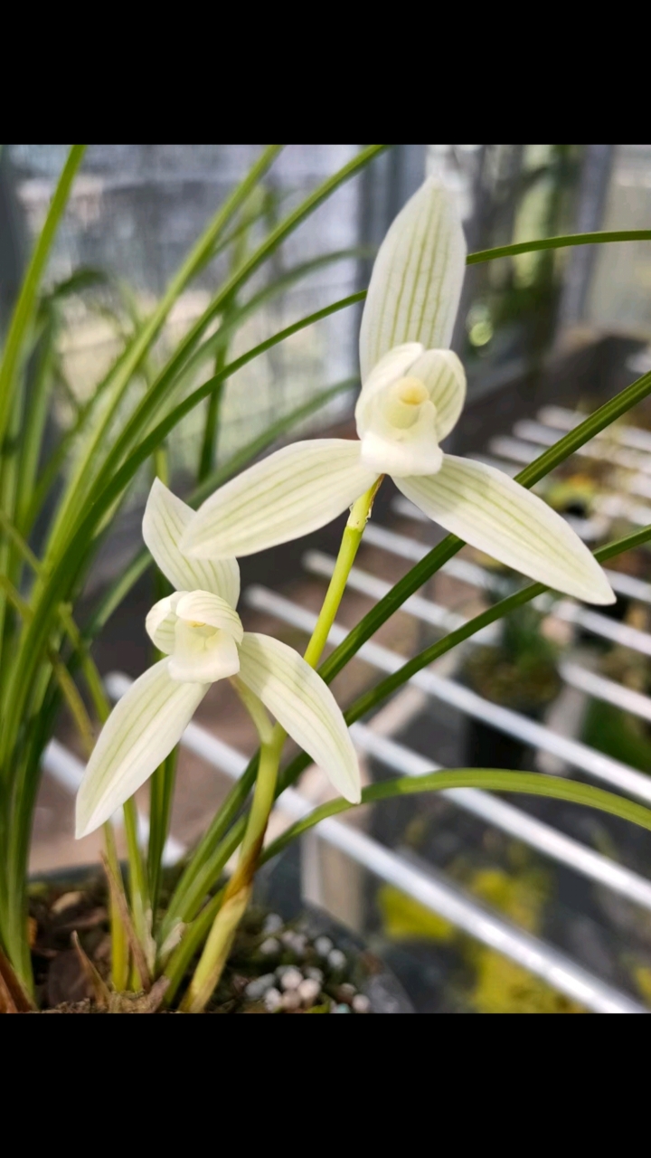 兰花#莲瓣兰白雪公主,开的真标致,-度小视