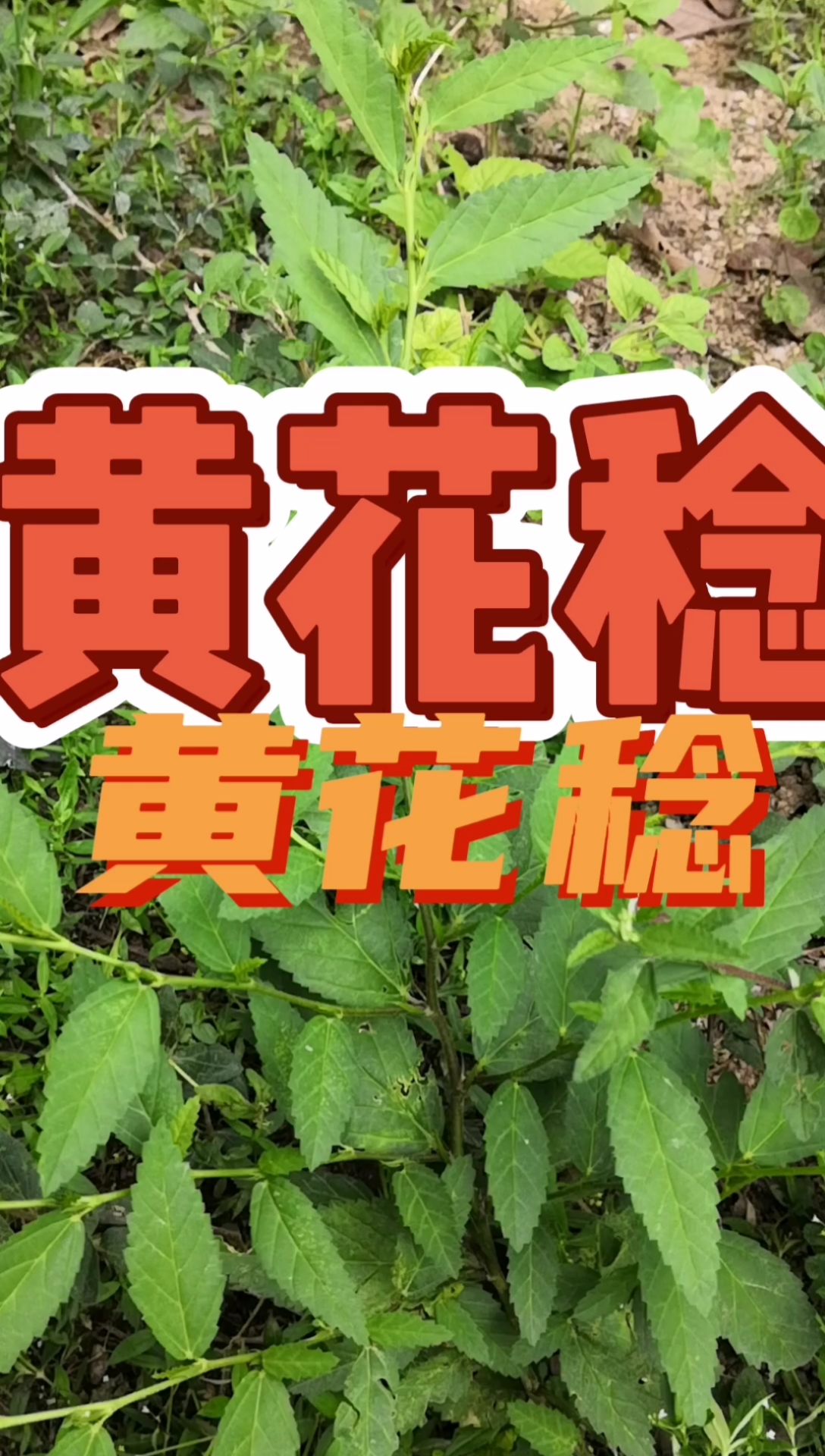 寻百草,识百草,黄花稔你可认识?