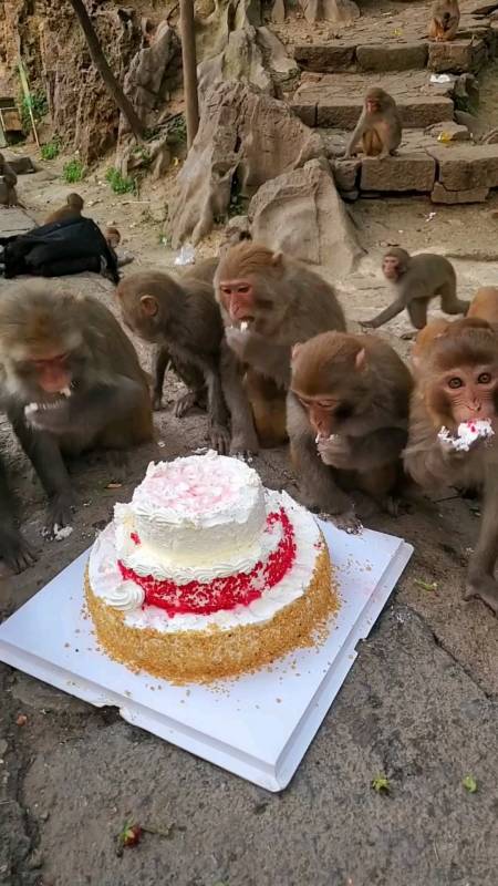 猴子全部在这里吃蛋糕,好可爱,好开心