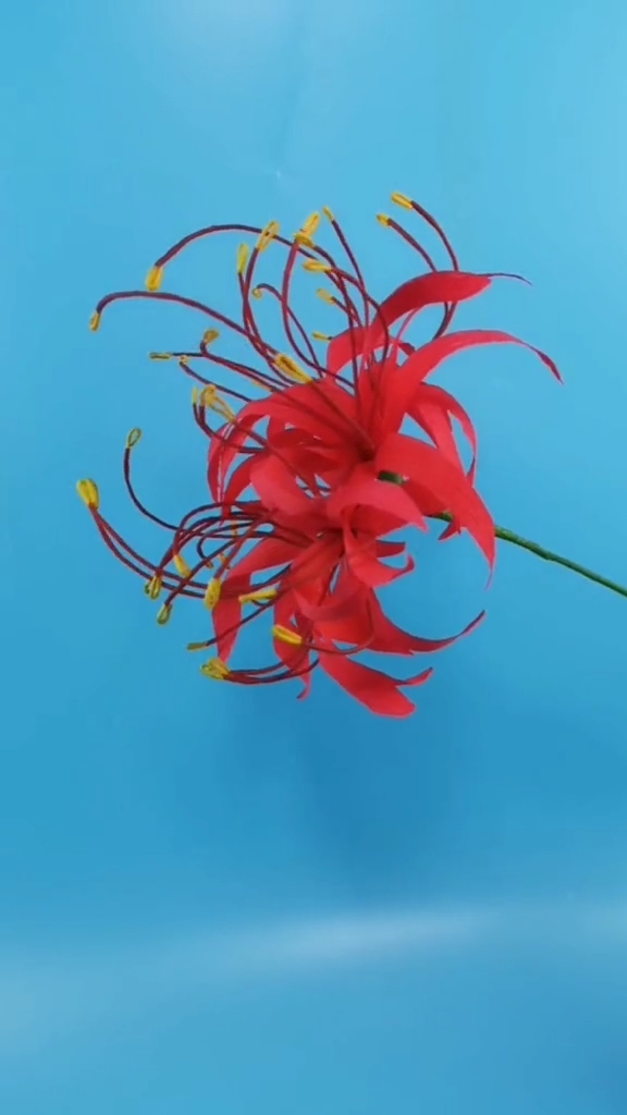 手工制作#皱纹纸彼岸花,简单又漂亮