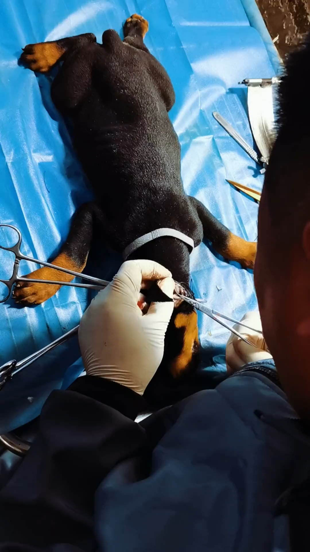 德系杜宾犬#杜宾裁耳