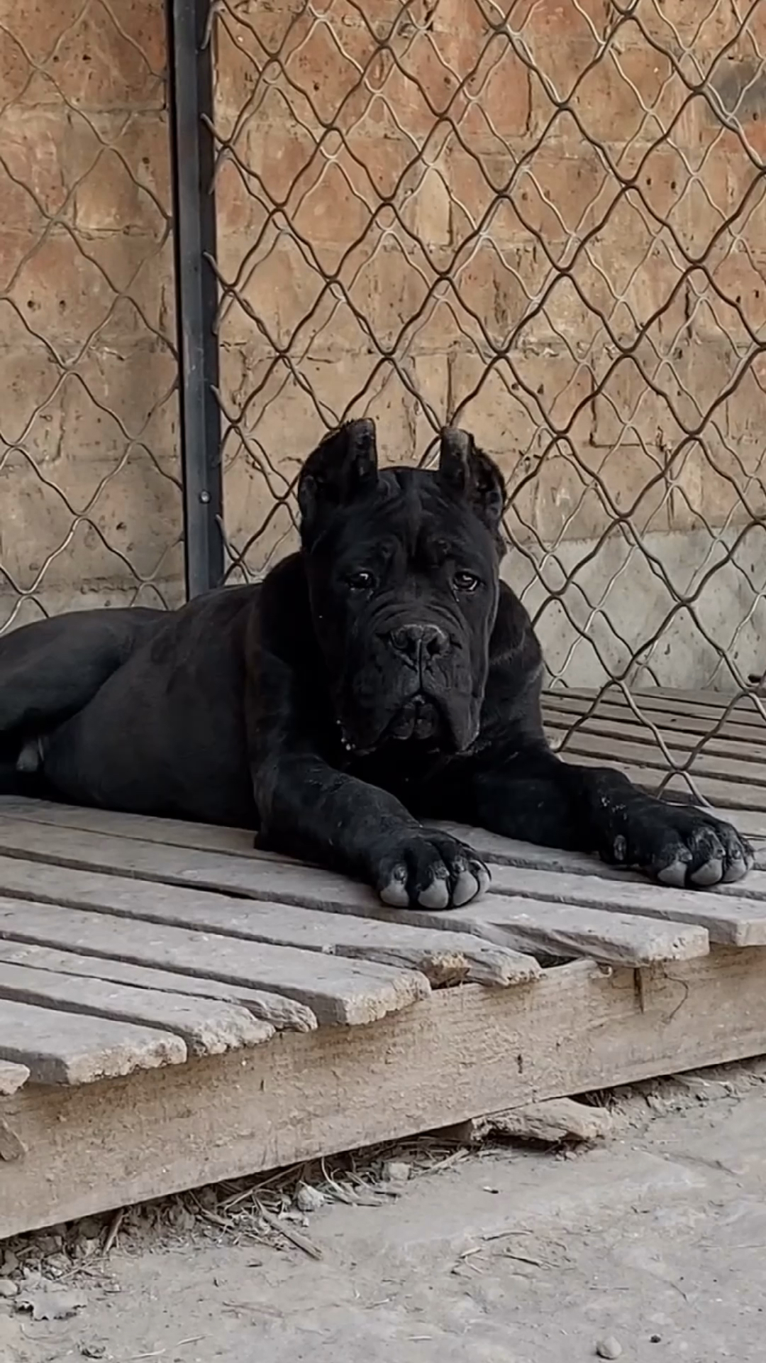 卡斯罗#纯黑无杂毛