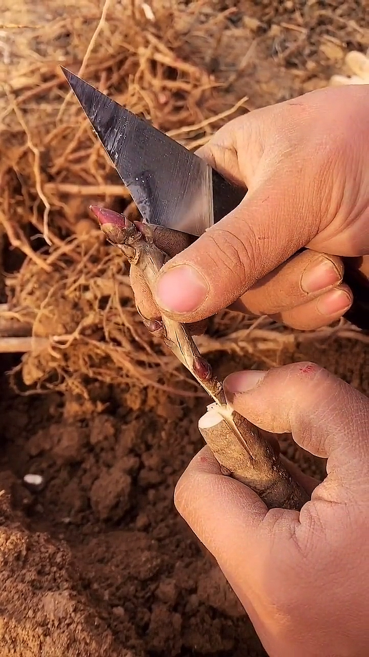 牡丹芍药同科同属牡丹可以用芍药的根作为砧木嫁接繁植
