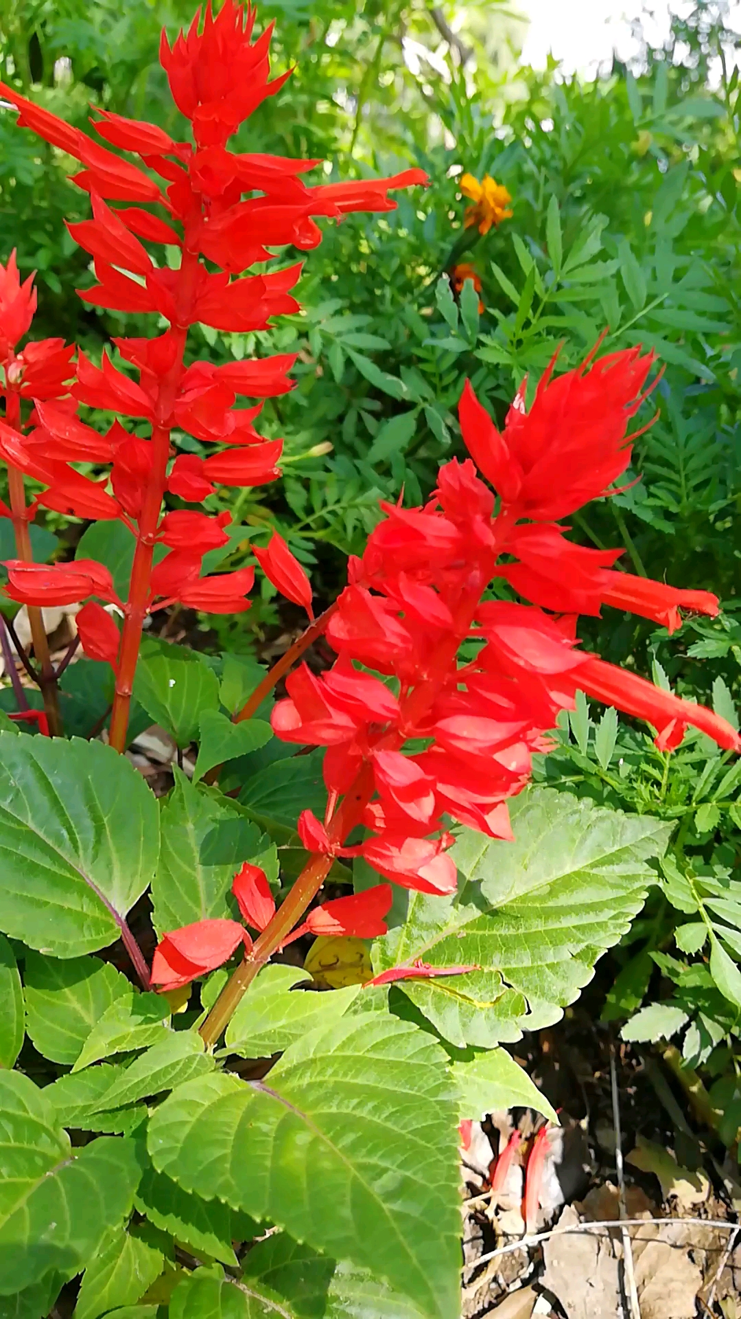 家花野花鲜花#满山红,万年红,红红火火