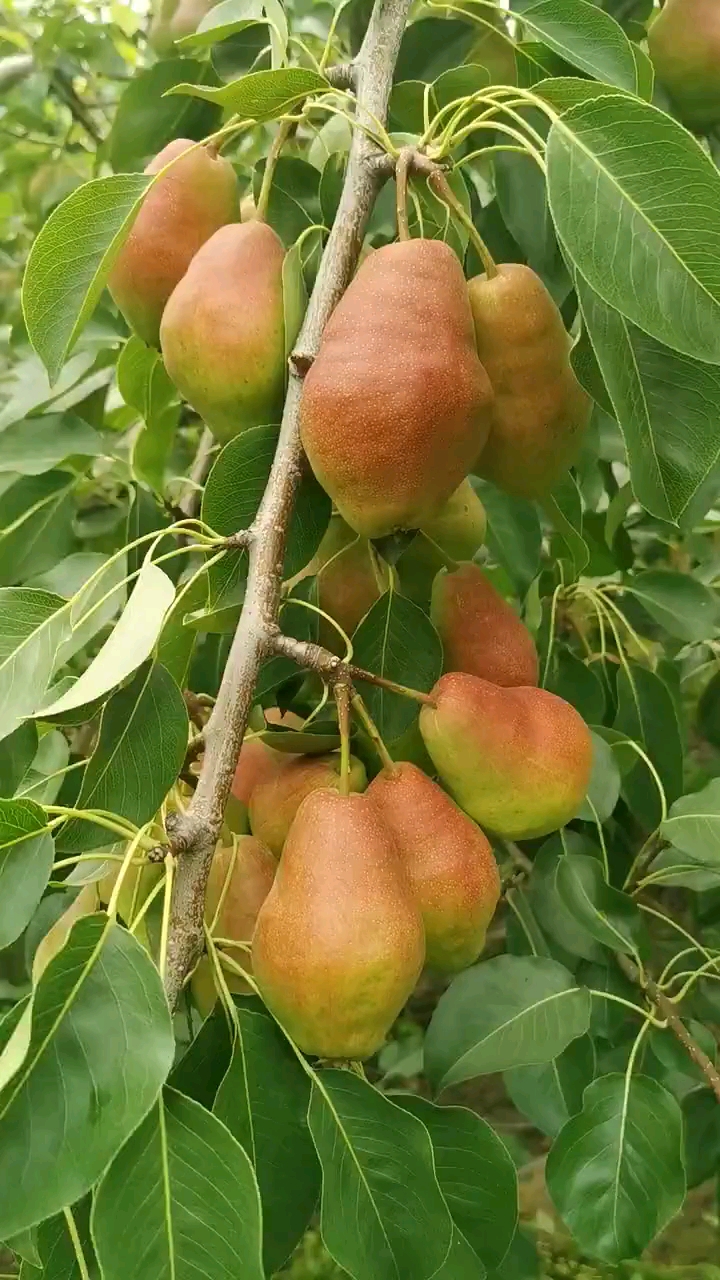 阿巴特香梨树苗价格#阿巴特香梨树苗,秋后出圃