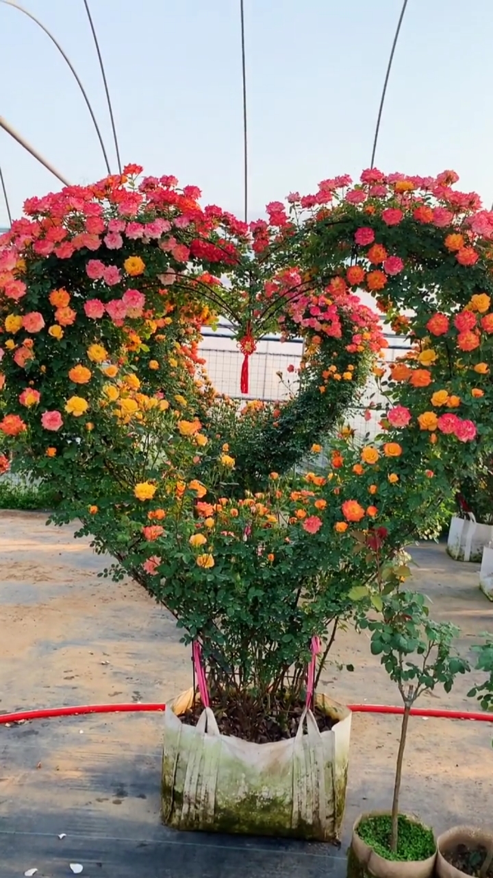 藤本月季藤彩做出的造型,多季循环开花