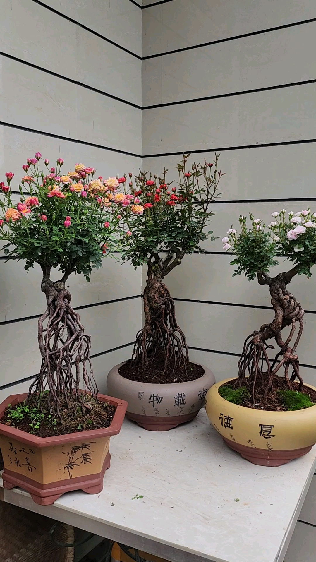 提根月季花