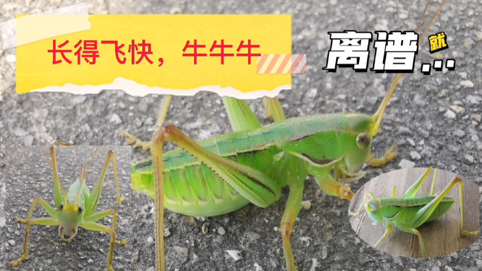 蝈蝈集体4蜕视频,快速成长.你是越来越霸气了.