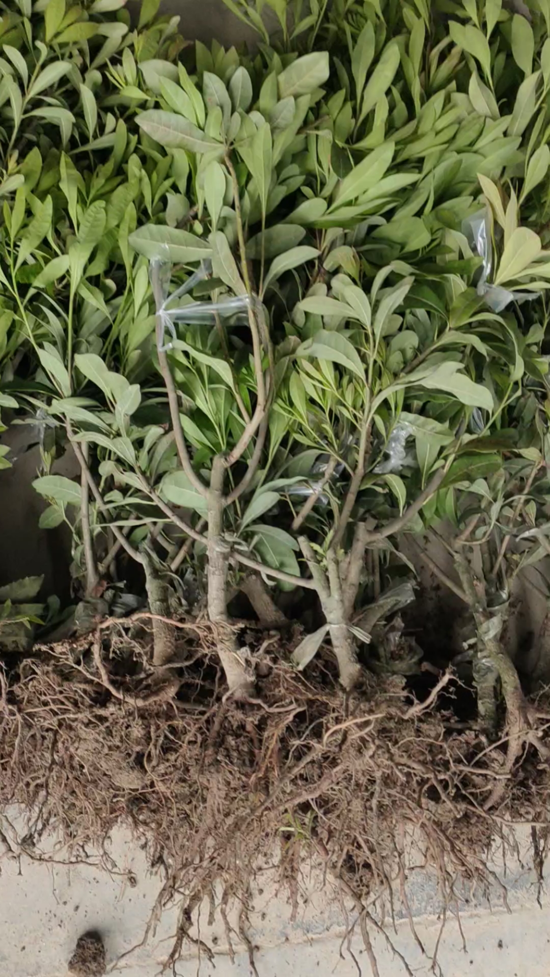 果树种植培育嫁接技术#杨梅苗果树种植东魁杨梅果苗杨梅苗木