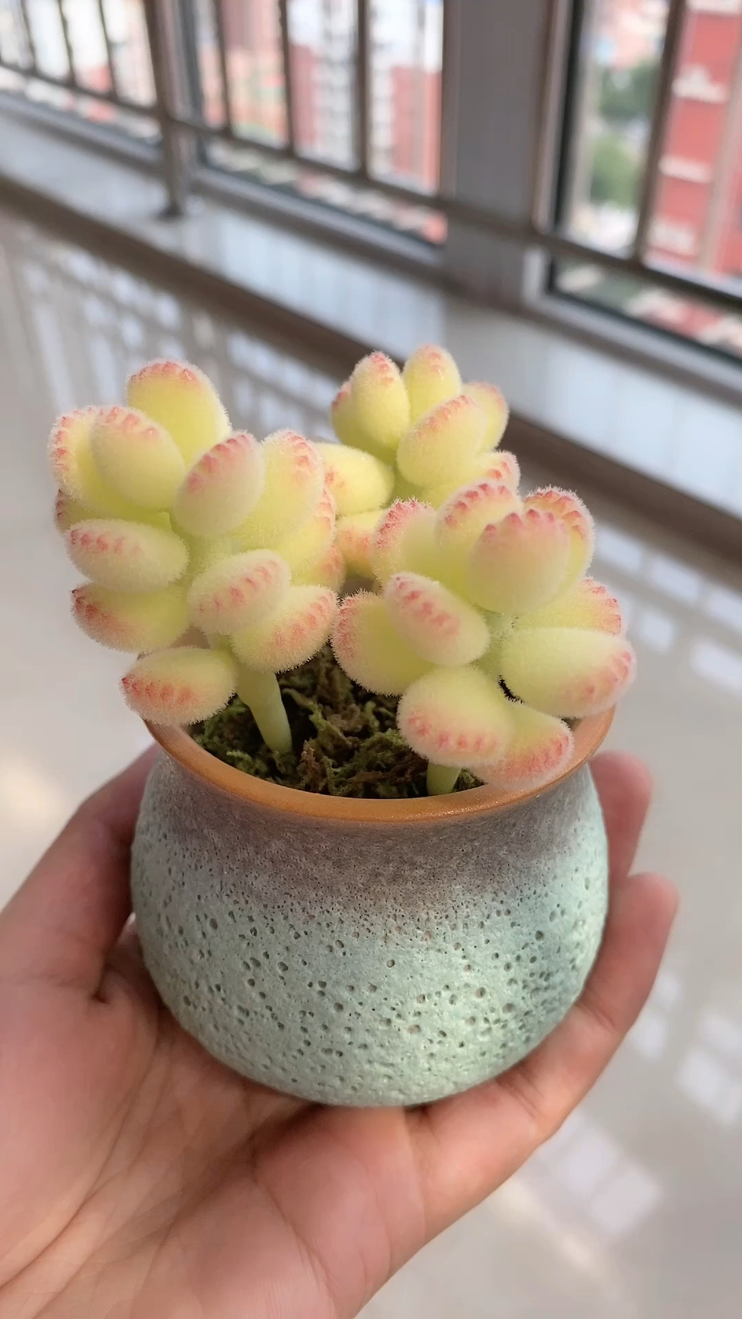 有一种可爱叫多肉粘土熊童子