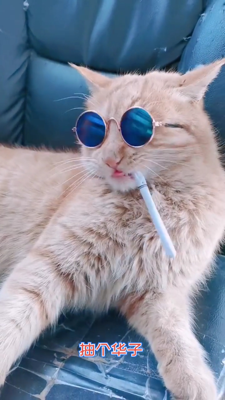 家有猫咪#大黄练习抽烟