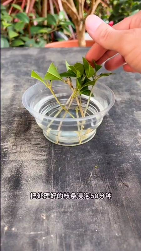 桂花树扦插繁殖方法图片