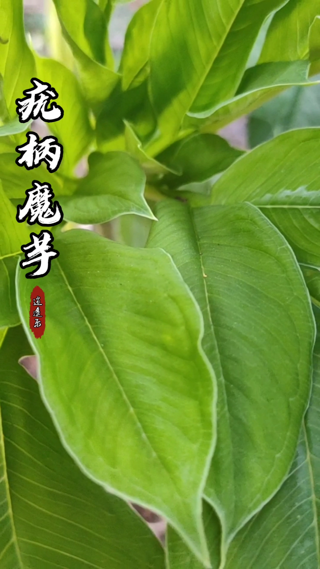 认识中草药#百草中药之疣柄魔芋,天南星科多年生草本植物,本品大毒