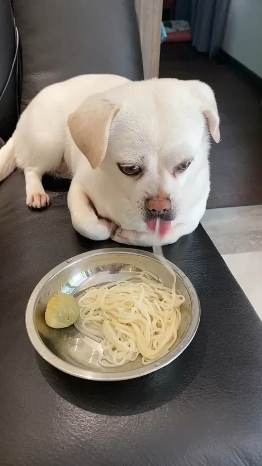 动物搞笑#这狗狗老实人,它先吃面条了有的狗先吧蛋黄吃了