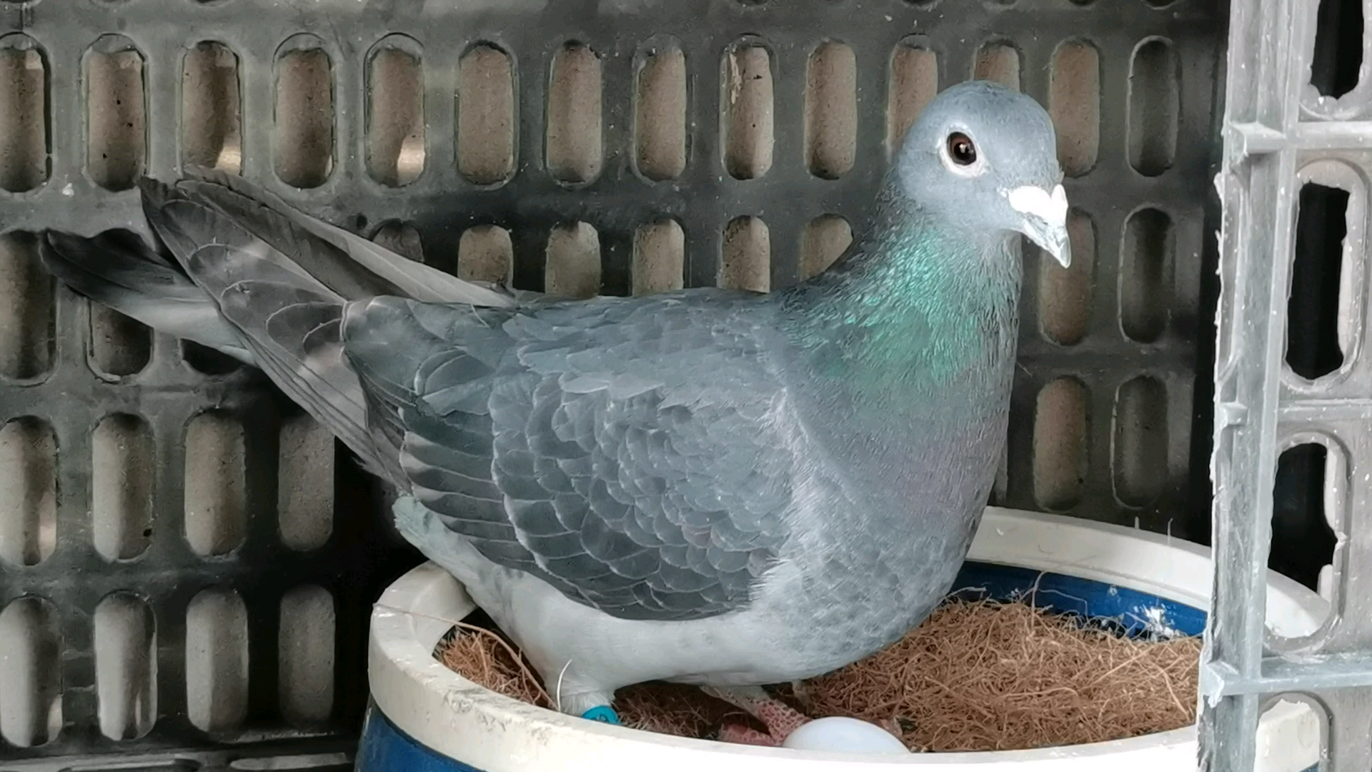 老品系远程信鸽