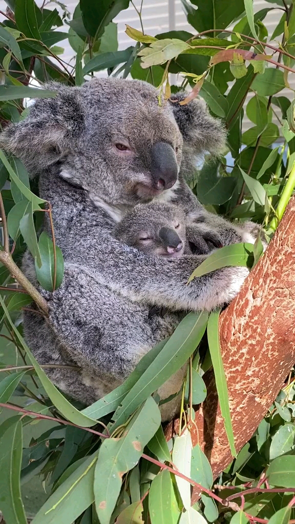 考拉即无尾熊,是澳大利亚的国宝,也是澳大利亚奇特的珍贵原始树栖动物