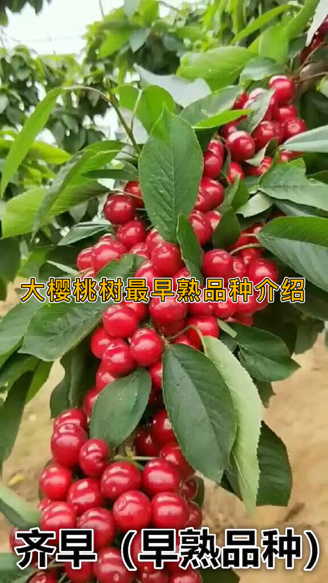 大樱桃最早熟品种介绍