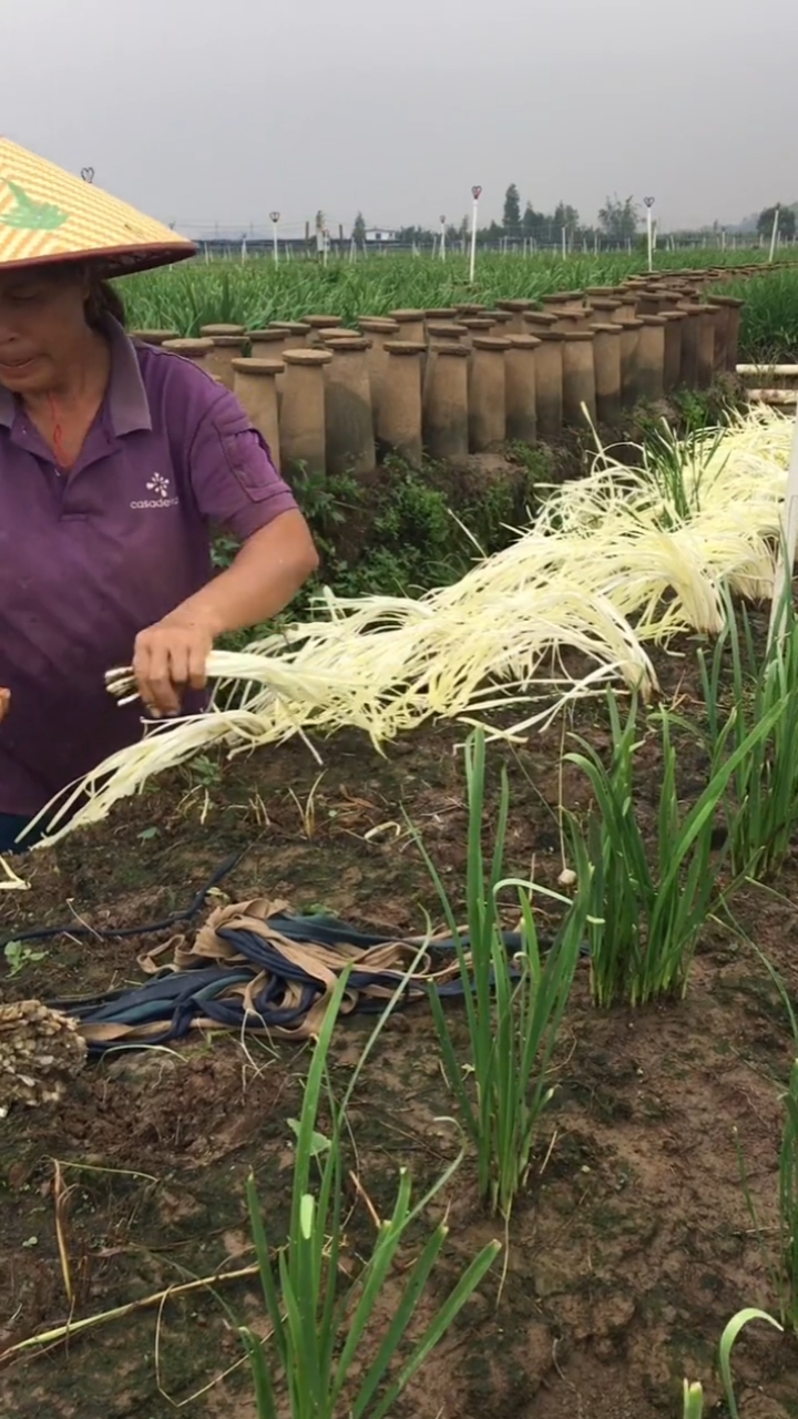 农民大娘种韭菜黄也不容易