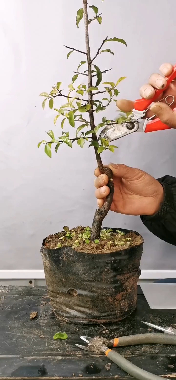 果树修剪嫁接技术#金弹子嫁接技术分享